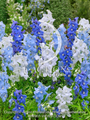 belladonna