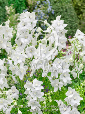 belladonna Schneewittchen