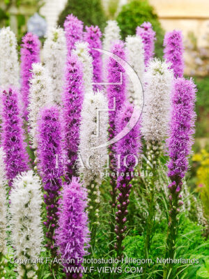 spicata Mixed