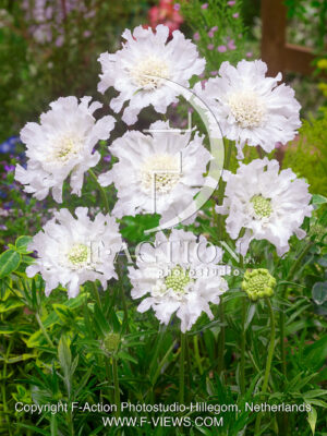 caucasica Perfecta Alba