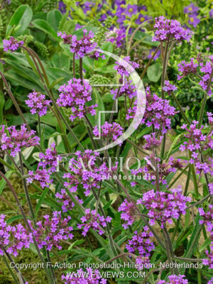 bonariensis Lollipop