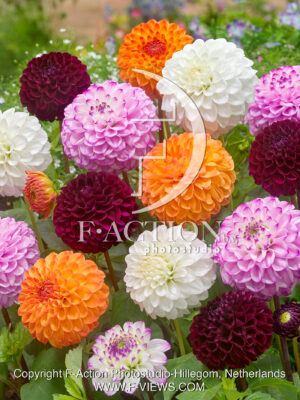 pompon