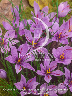 Sativus