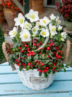 Winter mixed