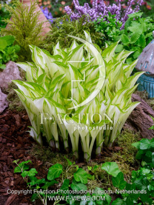 Kiwi Spearmint