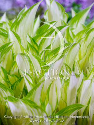 Kiwi Spearmint