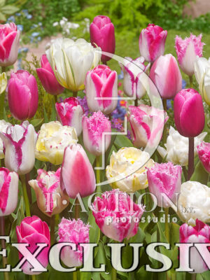 Tulipa Miscellaneous