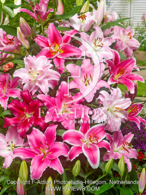 Pink Mixed