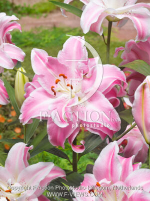 Sweet Rosy