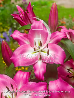 Pink Palace