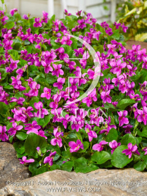 odorata Red Charm