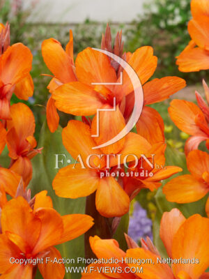 Orange Perfection