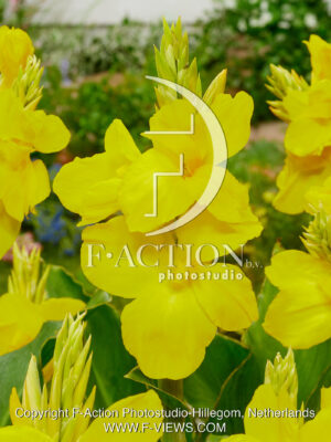 Shining Yellow