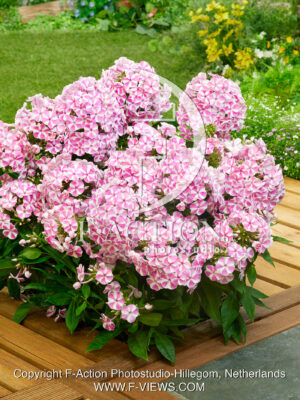 paniculata Bambini Candy Crush