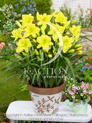 LonGo Yellow