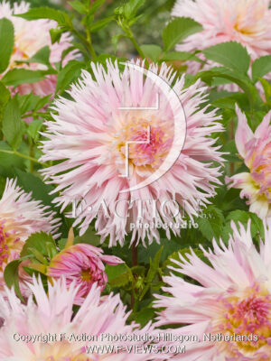 Roze