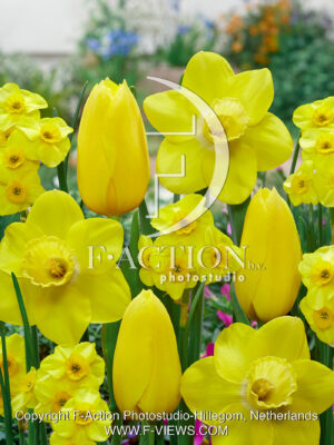 Muscadet-Narcissus Neon-Kokopeli