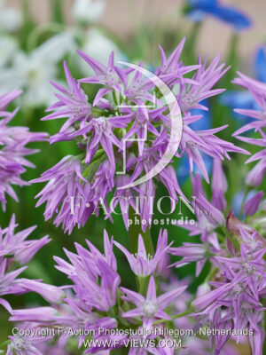 crenulatum Pink