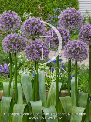 Globus