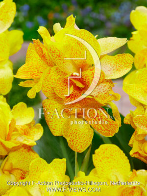 Cleopatra Yellow