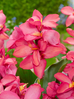 Pink Beauty