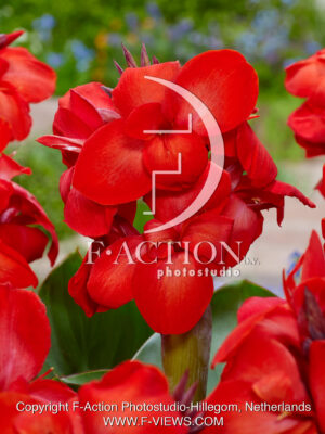 Red Beauty