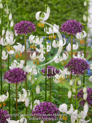 Snowy Morning and Allium Atropureum