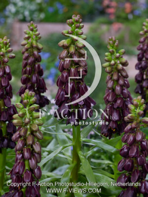 persica Purple Dynamite