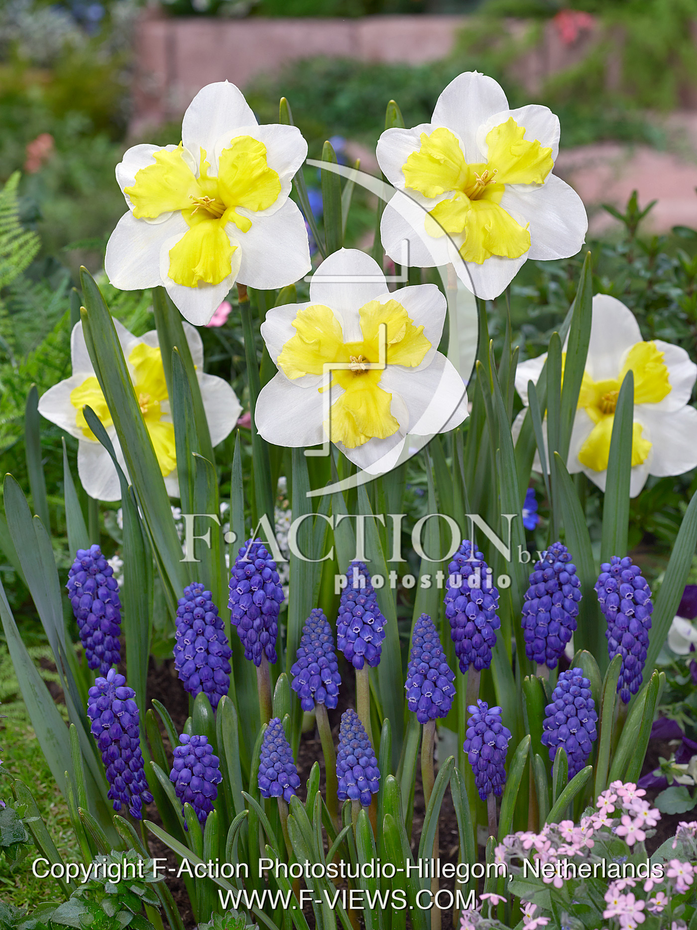 Narcissus Trilune and Muscari Marleen