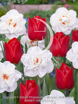 Tulipa Hotspot and Narcissus Acropolis