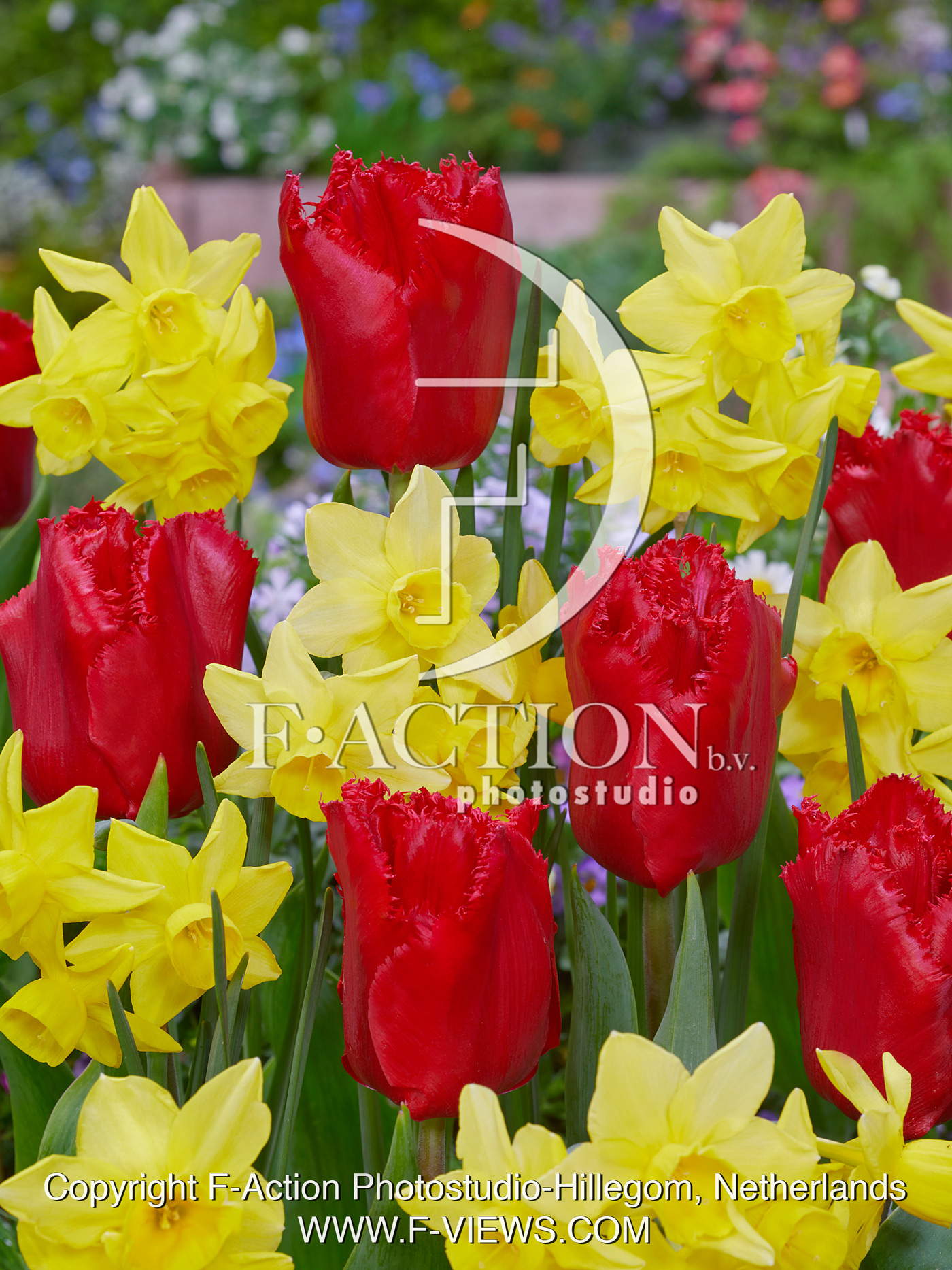 Tulipa Makarska and Narcissus Yellow Ocean