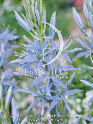 Blue Heaven