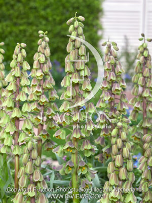 persica Green Dreams
