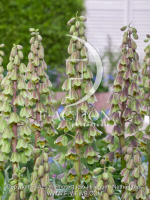 persica Green Dreams