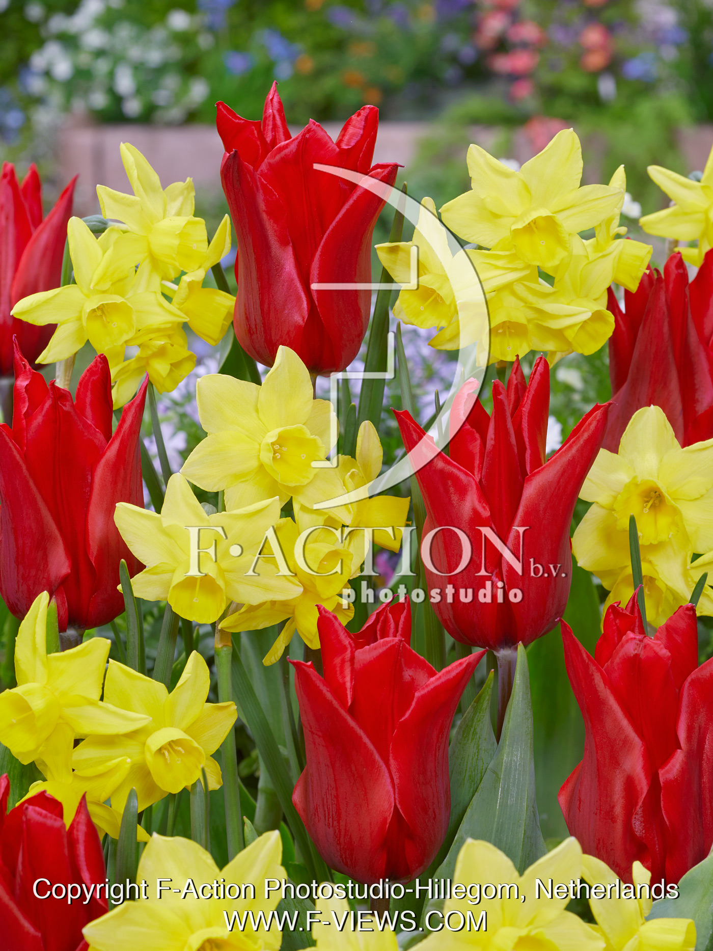 Tulipa Red Street and Narcissus Yellow Ocean