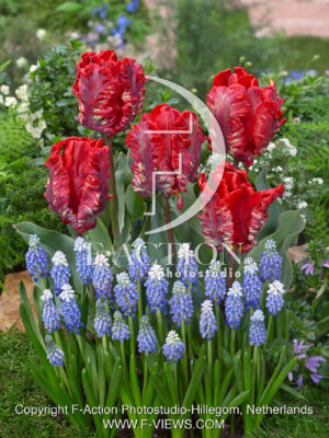 Tulipa Rococo and Muscari Helena