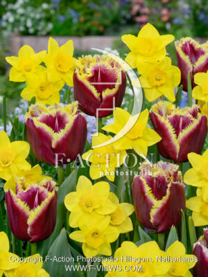Tulipa Mercure and Narcissus Garden Opera