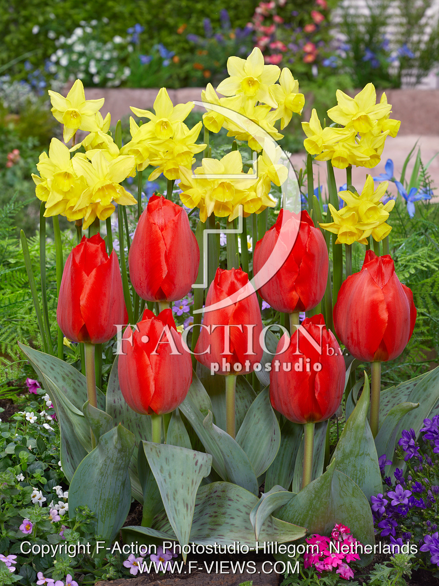 Tulipa Grand Prestige and Narcissus Yellow Ocean