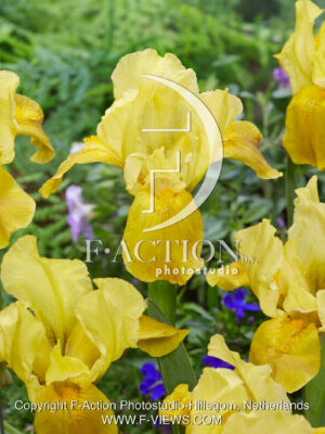 pumila Gleaming Gold