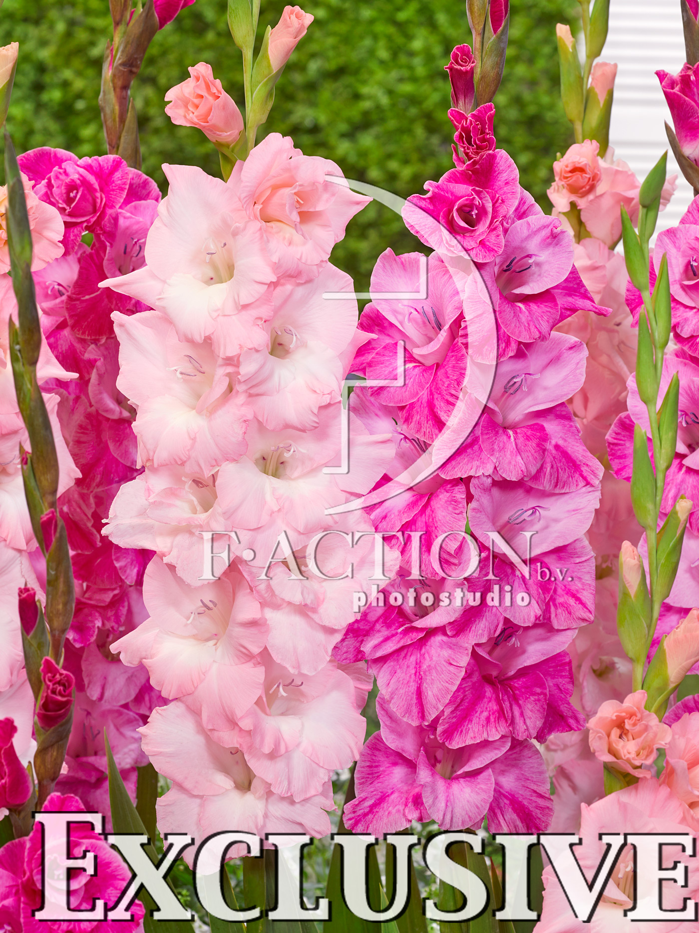 Pink and Fairytale Pink Mixed