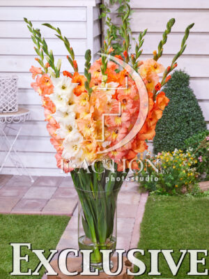 Orange Mixed