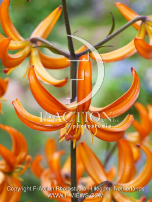 Orange Marmalade