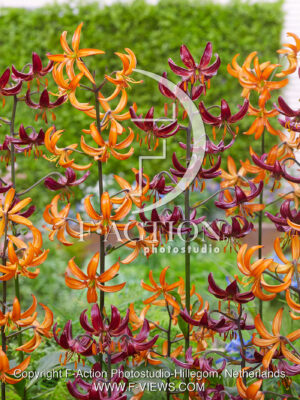 Orange Marmalade and Claude Shride