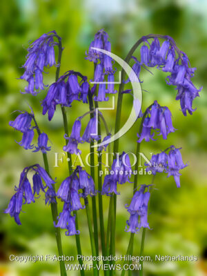 non-scripta English Blue Bells