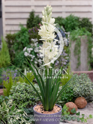 tuberose White Baby