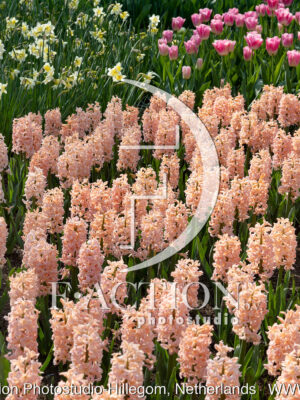 Apricot Passion