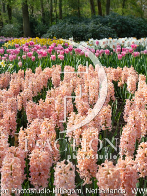 Apricot Passion