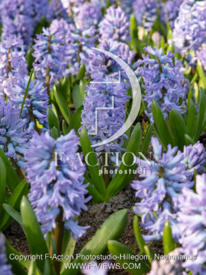 Delfts Blauw