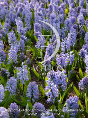 Delfts Blauw