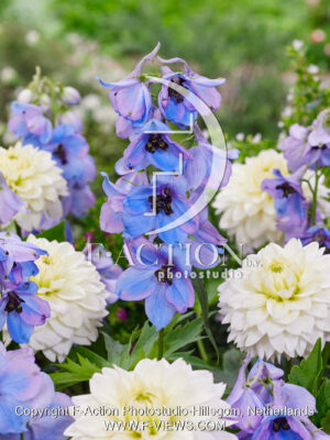 Morgentau and Dahlia Polar Ice